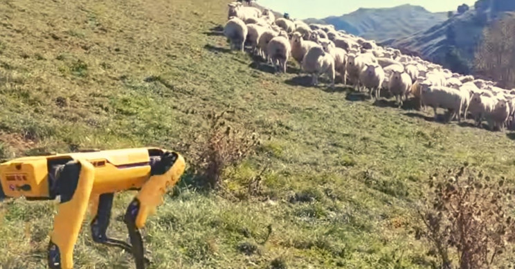 This Boston Dynamics robot herds flock of sheep in New Zealand